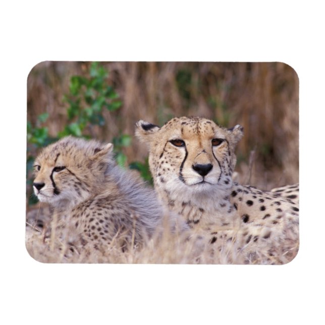 Afrika, Südafrika, Tswalu Reserve. Cheetahs Magnet (Horizontal)