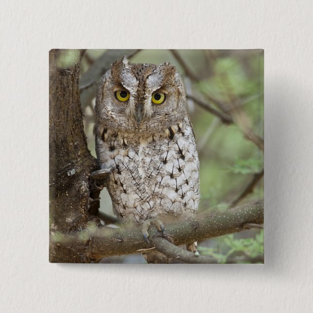 Afrika. Tansania Afrikanischer Scops Schüssel bei  Button (Vorderseite)