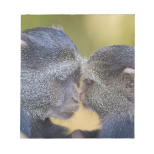 Afrika. Tansania. Blaue Meerkatzenmutter mit Jungt Notizblock