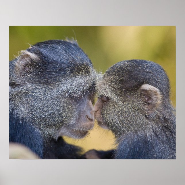 Afrika. Tansania Blauer Affe Mutter mit jungen Poster (Vorne)
