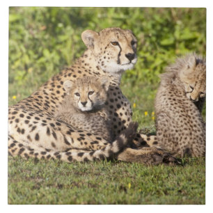 Afrika. Tansania Cheetah Mutter und Jungen 2 Fliese