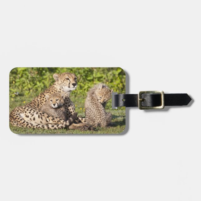 Afrika. Tansania Cheetah Mutter und Jungen 2 Gepäckanhänger (Vorderseite horizontal)