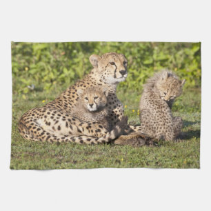 Afrika. Tansania Cheetah Mutter und Jungen 2 Handtuch
