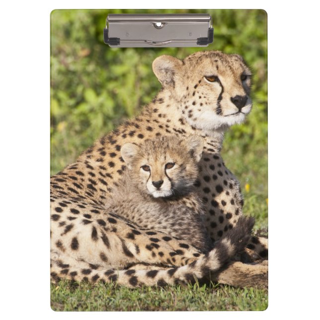 Afrika. Tansania Cheetah Mutter und Jungen 2 Klemmbrett (Vorderseite)