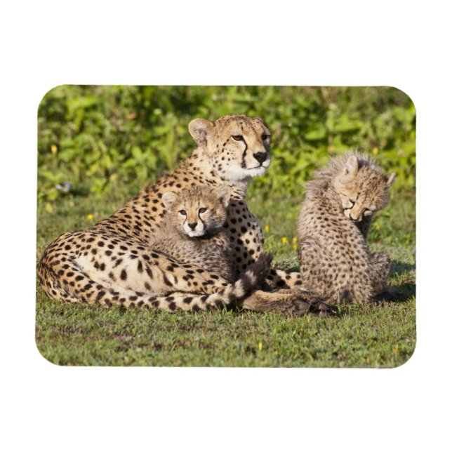 Afrika. Tansania Cheetah Mutter und Jungen 2 Magnet (Horizontal)