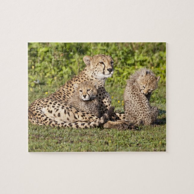 Afrika. Tansania Cheetah Mutter und Jungen 2 Puzzle (Horizontal)
