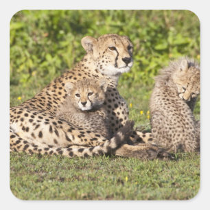 Afrika. Tansania Cheetah Mutter und Jungen 2 Quadratischer Aufkleber