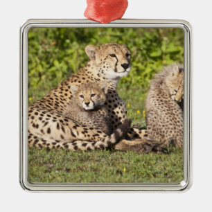 Afrika. Tansania Cheetah Mutter und Jungen 2 Silbernes Ornament