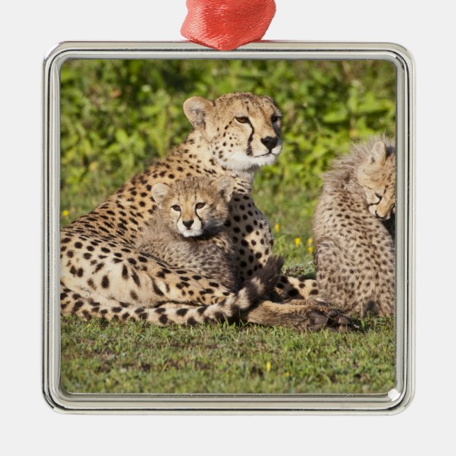 Afrika. Tansania Cheetah Mutter und Jungen 2 Silbernes Ornament (Vorne)