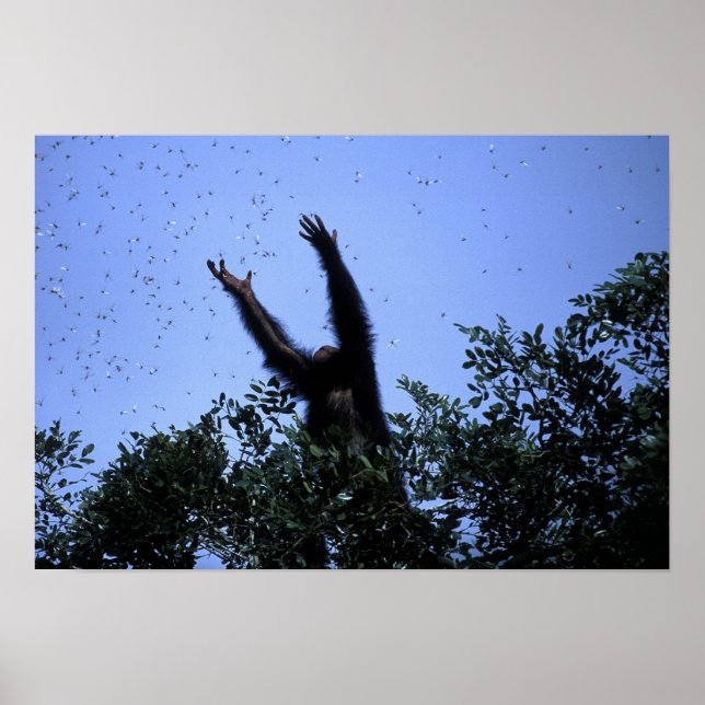 Afrika, Tansania, der Glitzer fliegt Poster (Vorne)