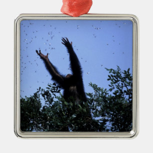 Afrika, Tansania, der Glitzer fliegt Silbernes Ornament