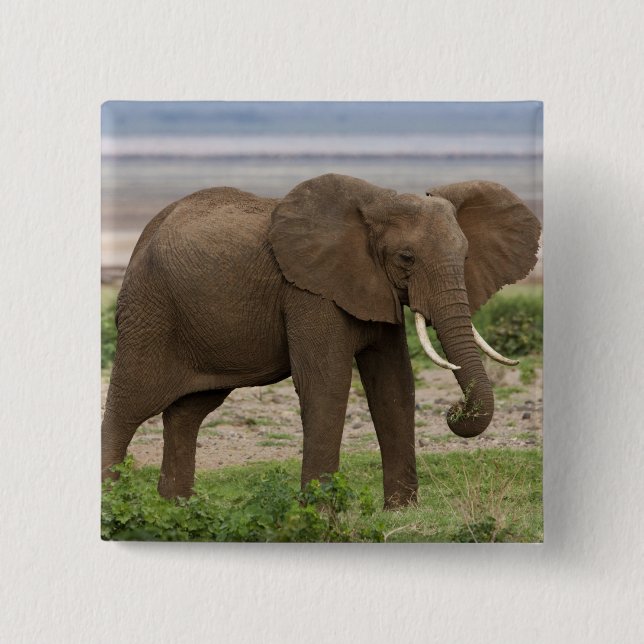 Afrika. Tansania Elefant am Lake Manyara NP. Button (Vorderseite)