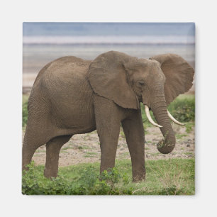 Afrika. Tansania. Elefant am Lake Manyara NP. Magnet