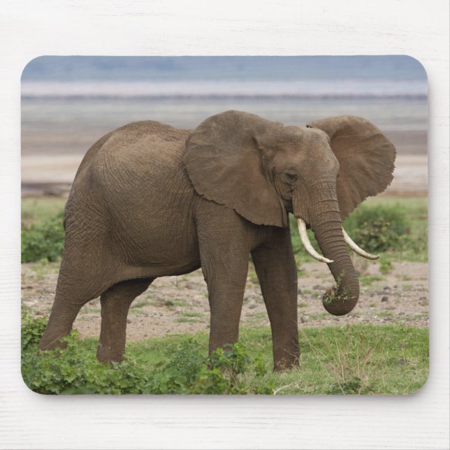 Afrika. Tansania Elefant am Lake Manyara NP. Mousepad (Vorne)