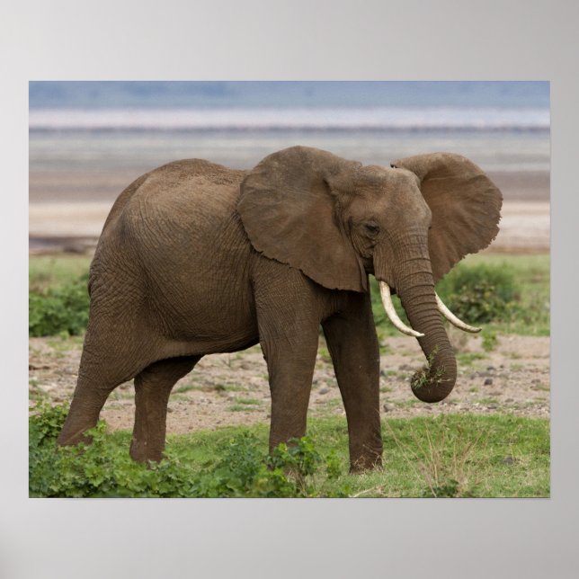Afrika. Tansania Elefant am Lake Manyara NP. Poster (Vorne)