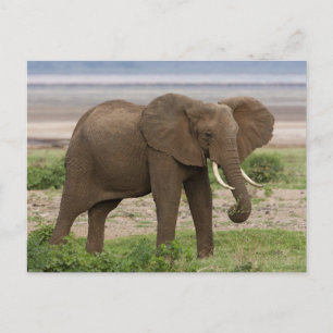 Afrika. Tansania Elefant am Lake Manyara NP. Postkarte