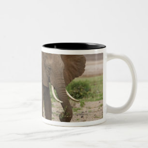 Afrika. Tansania Elefant am Lake Manyara NP. Zweifarbige Tasse