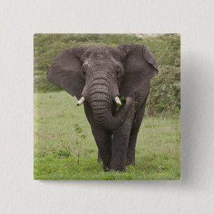 Afrika Tansania Elefant am Ngorongoro-Krater Button