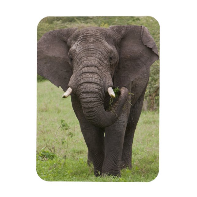 Afrika Tansania Elefant am Ngorongoro-Krater Magnet (Vertikal)