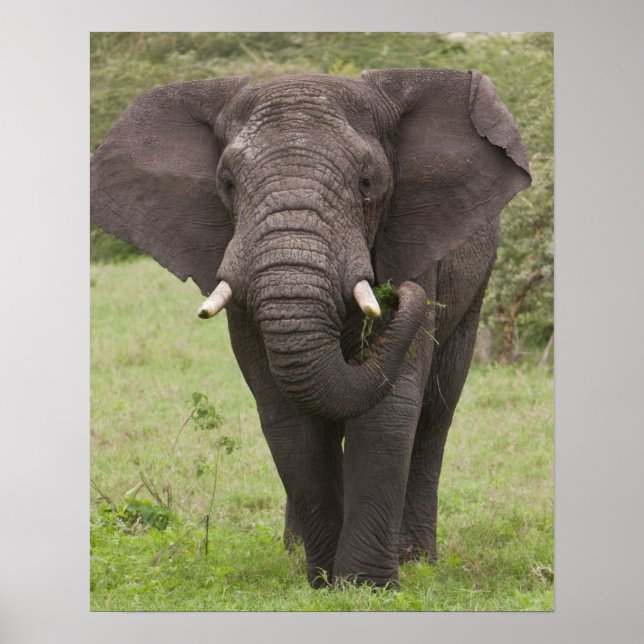 Afrika Tansania Elefant am Ngorongoro-Krater Poster (Vorne)