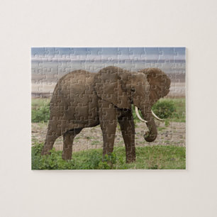 Afrika. Tansania. Elefant im Lake Manyara NP. Puzzle