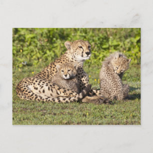 Afrika. Tansania. Gepardenmutter und Junge 2 Postkarte