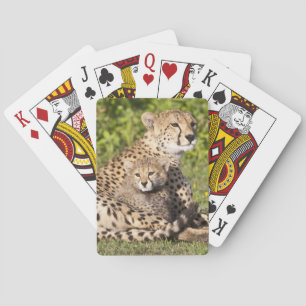 Afrika. Tansania. Gepardenmutter und Junge 2 Spielkarten