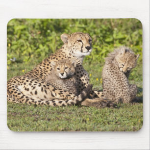 Afrika. Tansania. Gepardmutter und Junge 2 Mousepad