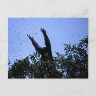 Afrika, Tansania, Glitter greift nach Fliegendem Postkarte