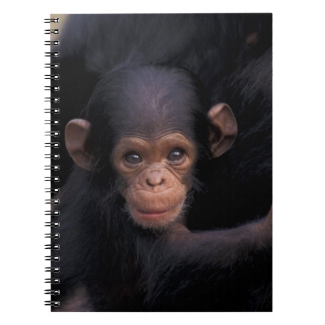 Afrika, Tansania, Gombe Nat'l Park Notizblock (Vorderseite)