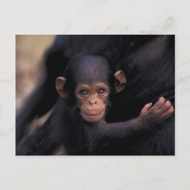 Afrika, Tansania, Gombe Nat'l Park Postkarte (Vorderseite)