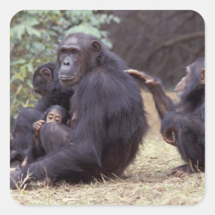 Afrika, Tansania, Gombe NP Junges Weibchen Quadratischer Aufkleber