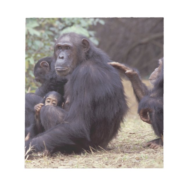 Afrika, Tansania, Gombe NP Säugling Notizblock (Vorderseite)