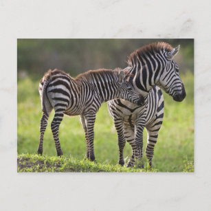 Afrika. Tansania Häufig Zebra Mutter und Kind Postkarte