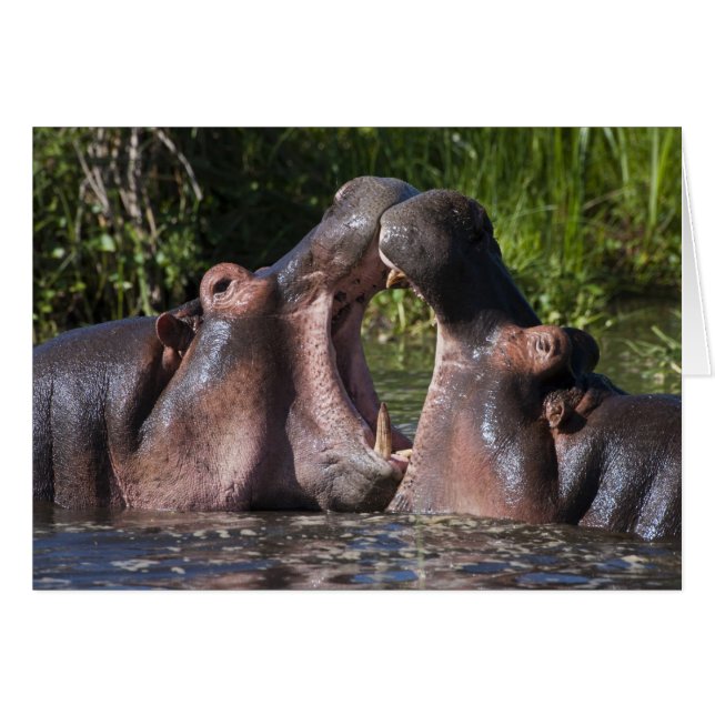 Afrika. Tansania Hippopotamus sparring (Vorderseite (Horizontal))