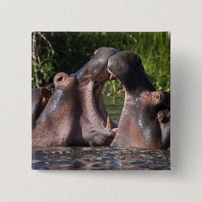 Afrika. Tansania Hippopotamus sparring Button (Vorderseite)