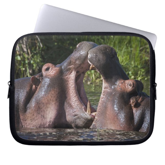 Afrika. Tansania Hippopotamus sparring Laptopschutzhülle (Vorderseite)