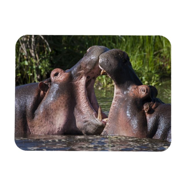 Afrika. Tansania Hippopotamus sparring Magnet (Horizontal)