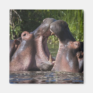 Afrika. Tansania Hippopotamus sparring Magnet