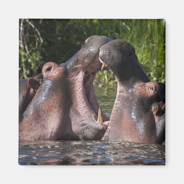 Afrika. Tansania Hippopotamus sparring Magnet (Vorne)