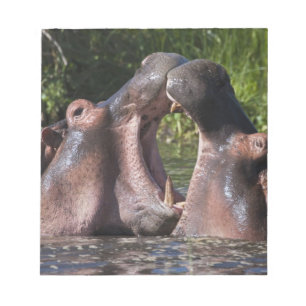 Afrika. Tansania Hippopotamus sparring Notizblock