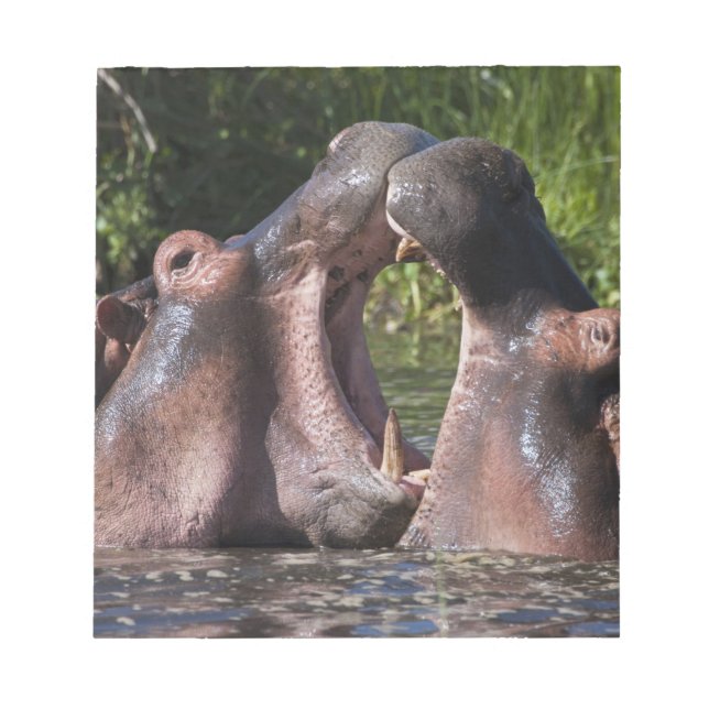 Afrika. Tansania Hippopotamus sparring Notizblock (Vorderseite)