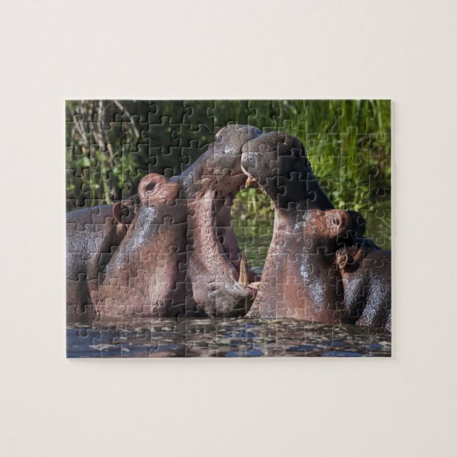 Afrika. Tansania Hippopotamus sparring Puzzle (Horizontal)
