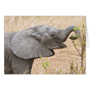 Afrika. Tansania. Junger Elefant bei Tarangire