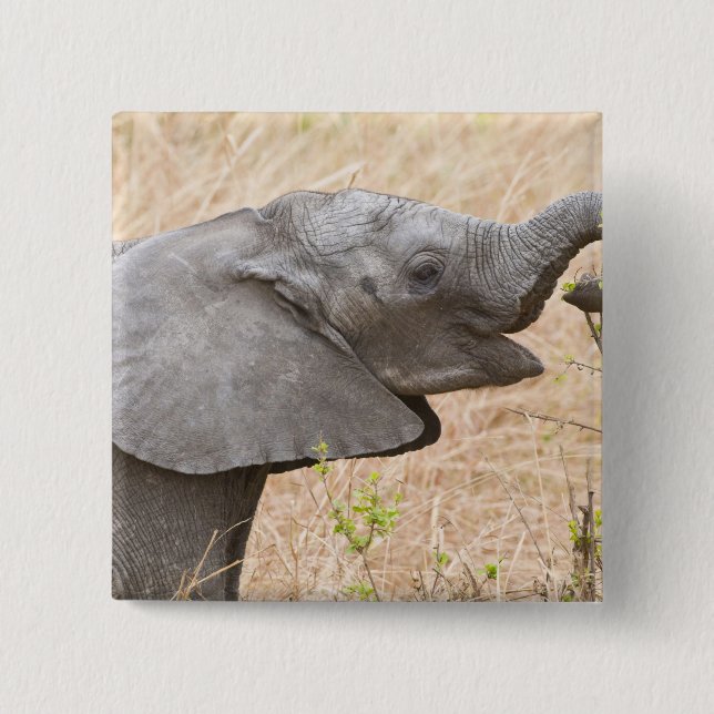 Afrika. Tansania. Junger Elefant bei Tarangire Button (Vorderseite)