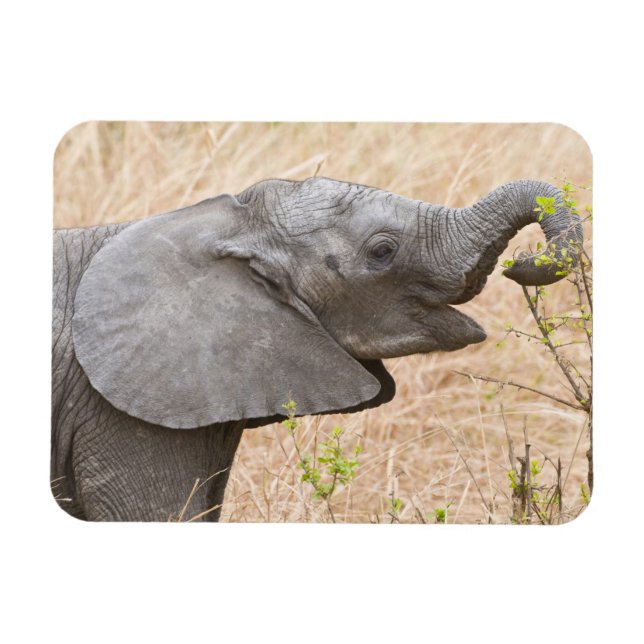 Afrika. Tansania. Junger Elefant im Tarangire Magnet (Horizontal)