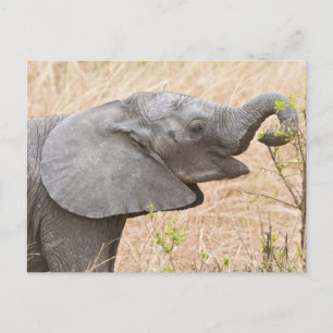 Afrika. Tansania. Junger Elefant im Tarangire Postkarte