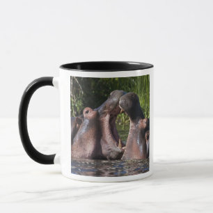 Afrika. Tansania. Kampf zwischen Nilpferden Tasse