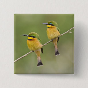 Afrika. Tansania. Kleine Bienenfresser bei Manyara Button