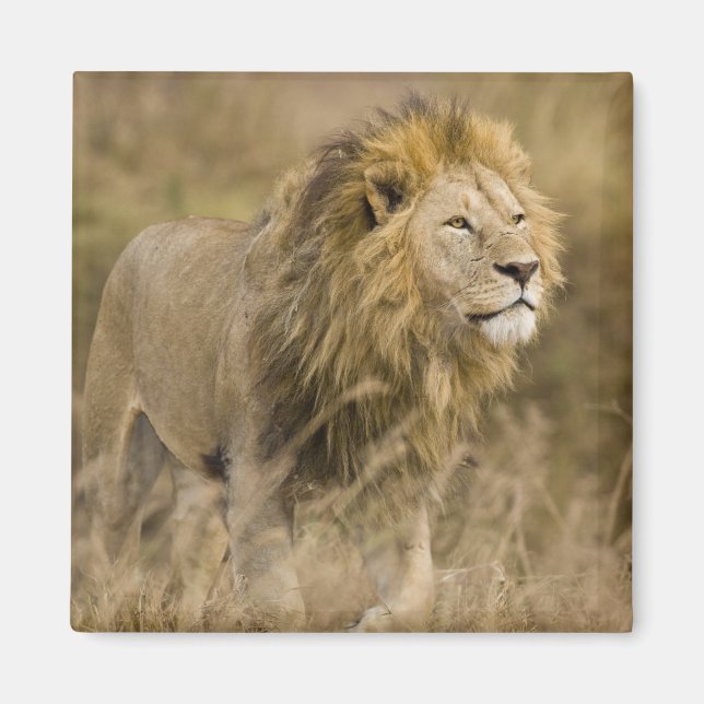 Afrika. Tansania Male Lion in Ngorongoro Magnet (Vorne)